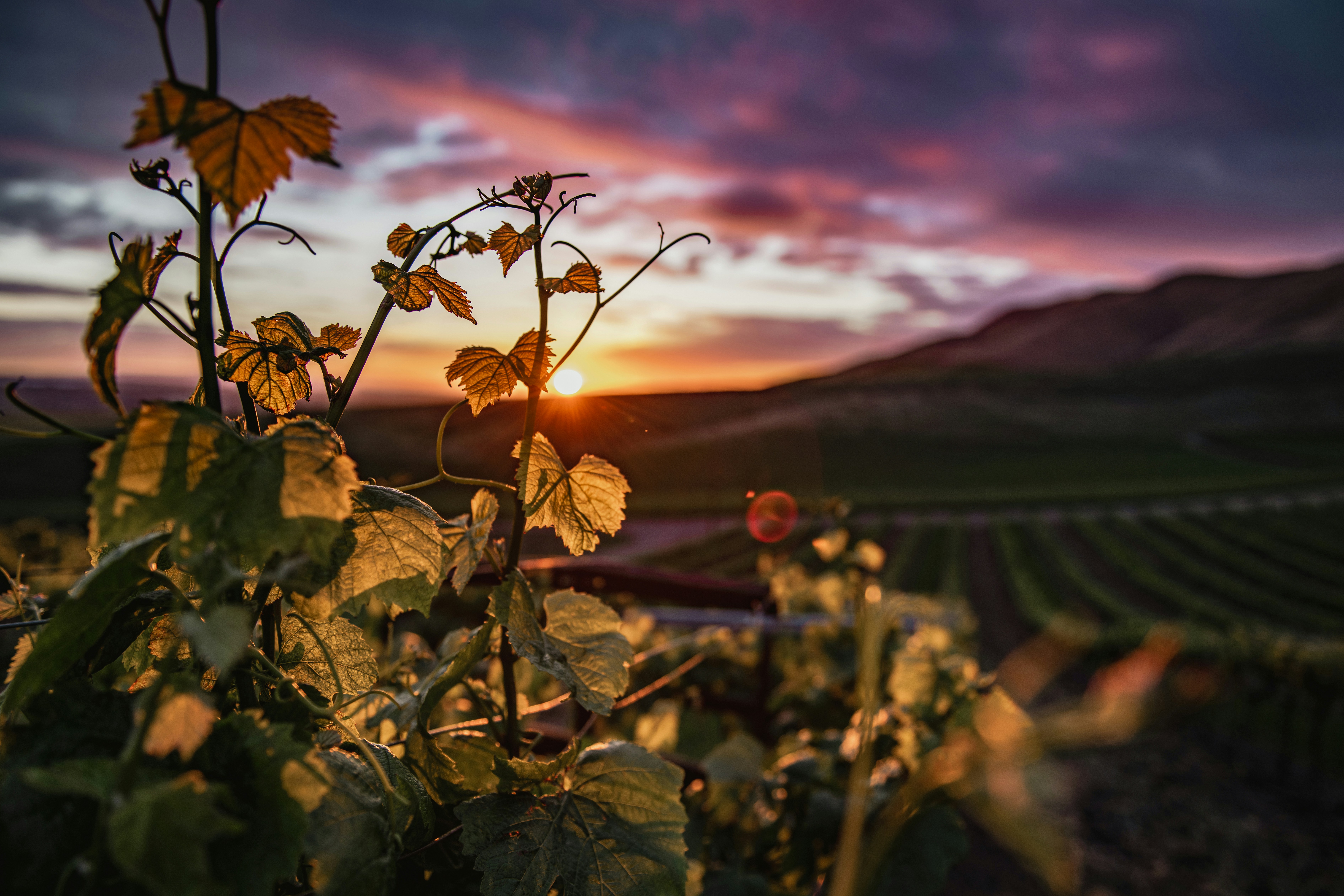 Winery Management